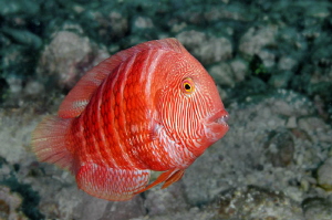 Ascension Island Marmalade Razorfish by Paul Colley 